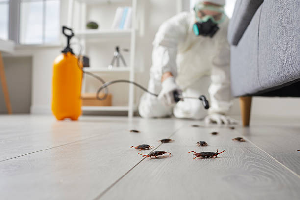 Affordable Termite Control solutions in Beardstown, IL